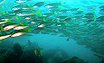Blaustreifen Snapper - Dauin Negros Philippinen