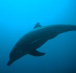 Dolphin - Komodo Tauchsafari