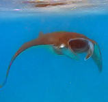 Manta Rochen - Tauchsafaris Indonesien