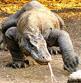 komodo waran