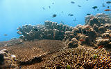 tauchsafari philippinen - easy diving sipalay
