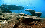 tauchsafari philippinen - apo island