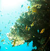 Tauchsafari Philippinen - Korallenwelt der Visayas