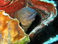 SeaQuest Dive Center