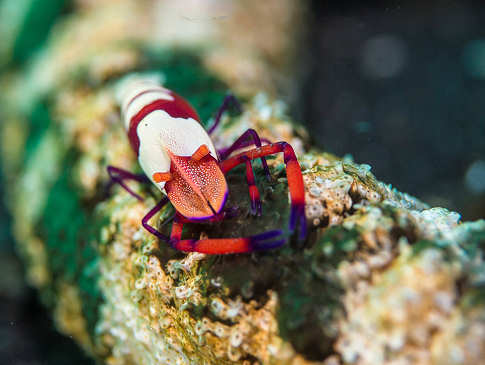 Tauchen Siladen – Sulawesi, Indonesien 