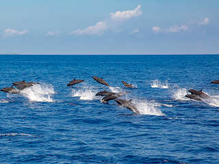 Delphin Tour mit den Celebes Divers Sulawesi 