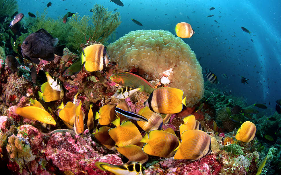Tauchen mit den Alami Alor Dive Center 