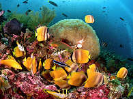 Tauchen mit den Alami Alor Dive Center 