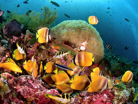 Tauchen mit den Alami Alor Dive Center 