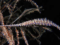 Alor Dive Center Indonesien 