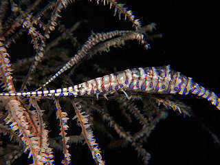 Alor Dive Center Indonesien 