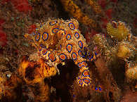 Tintenfisch – Alor Island Dive Center 