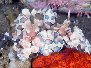 bunte Garnele, Alor und Pantar Island, Indonesien 