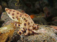 Oktopus in der Straße von Pantar, Indonesien 
