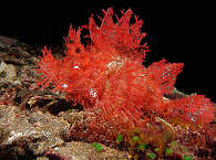 Critter-, Muck- und Makro-Tauchen in der Kalabahi Bay, Indonesien 