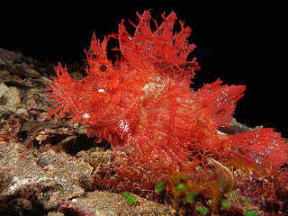Critter-, Muck- und Makro-Tauchen in der Kalabahi Bay, Indonesien 