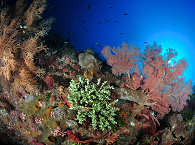 Tauchen in der Pantar Strait, Indonesien 