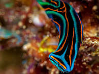 Tauchen vor Ambon, Indonesien 