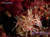 Krebsartige der Bucht von Ambon 