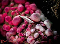 Super-Macro-Tauchen Indonesien 