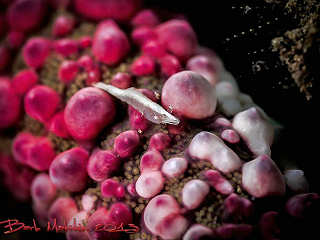 Super-Macro-Tauchen Indonesien 