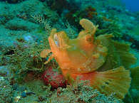 Ambon Drachenkopf 