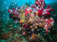 Wunderschöne und bunte Korallengärten – Tauchen in Raja Ampat, Indonesien 