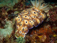 Tauchen vor Anilao 