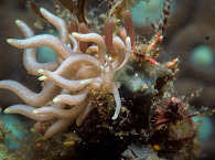 Tauchen Anilao auf Luzon 