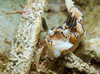 Anilao-Tauchen = Das Lembeh der Philippinen 