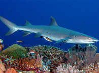 Weisspitzenriffhai im Apo Reef 