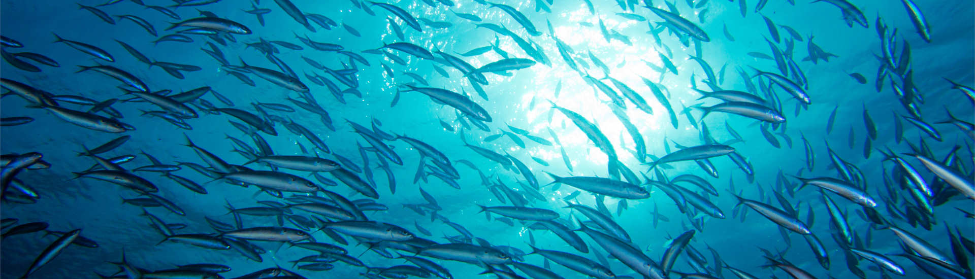 Tauchen Apo Reef Philippinen 
