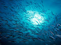 Tauchen Apo Reef Philippinen 