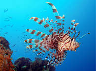 Tauchen Philippinen – Apo Reef 