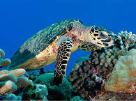 Karettschildkröte vor Apo Island 