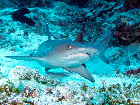 Weisspitzen Riffhai im Apo Reef 