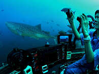 Tauchsafaris Cocos Island · Tauchen im U-Boot DeepSea 