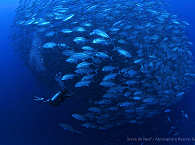 Tauchen vor Apo Island 