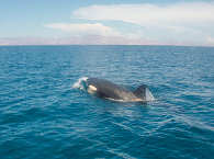 Orca in der Bahia de los Angeles · Tauchsafaris Baja California 