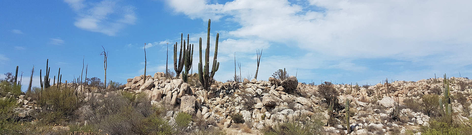 Kaktussteppe auf der Baja California ·  Tauchreisen von Scuba Native 