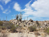 Kaktussteppe auf der Baja California ·  Tauchreisen von Scuba Native 