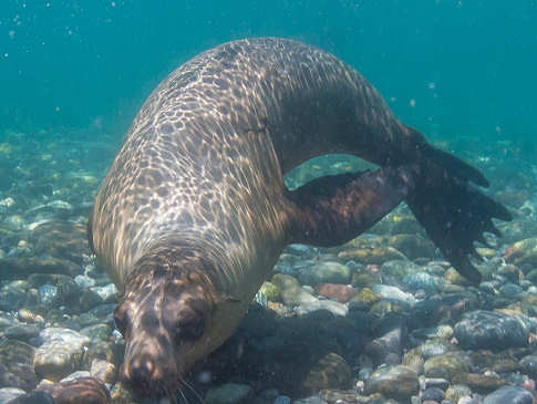 Kalifornischer Seelöwe bei Cabo Pulmo 