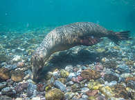 Kalifornischer Seelöwe bei La Paz · Tauchreisen Baja California Sur 