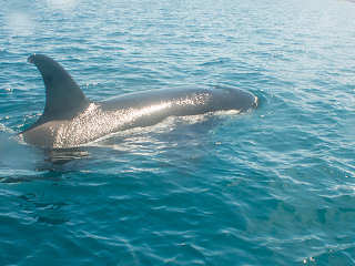 Orca bei Walbeobachtung an der Baja California 