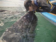 Grauwale Baja California 