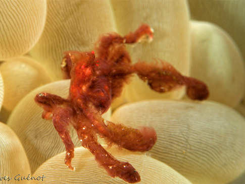 Orangutang Krabbe 