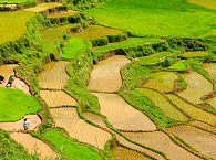 Reisterrassen auf Bali – Indonesien 