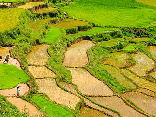 Reisterrassen auf Bali – Indonesien 
