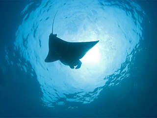 Mantapoint an der Insel Nusa Penida, Indonesiens 