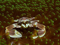 Krabbe in Anemonen 